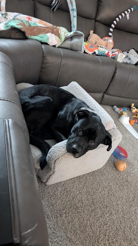 Picture of the Animal Listed